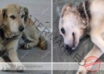 Foto a sinistra di Giovanni Meloni, foto a destra di SaveLimbara